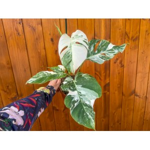 Monstera skvelá (Monstera deliciosa) ´ALBO VARIEGATA´ - výška 30-40 cm, kont. C3L